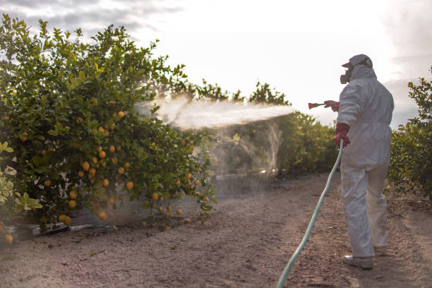 Best Wasp Removal Services  in Plainwell, MI