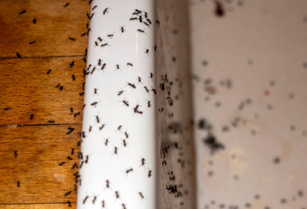 Best Insect Control  in Plainwell, MI