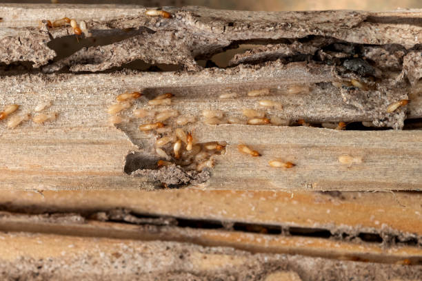 Best Best Pest Control Companies  in Plainwell, MI